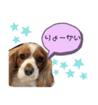 キャバリアさくらちゃんスタンプ（個別スタンプ：2）