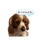 キャバリアさくらちゃんスタンプ（個別スタンプ：5）