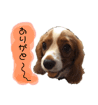 キャバリアさくらちゃんスタンプ（個別スタンプ：7）