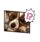 キャバリアさくらちゃんスタンプ（個別スタンプ：11）
