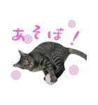 マイペース猫！やよい！（個別スタンプ：4）