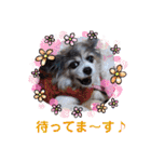 かわいいモカちゃん♪（個別スタンプ：29）