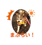 かわいいモカちゃん♪（個別スタンプ：36）