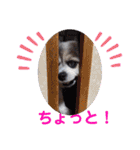 かわいいモカちゃん♪（個別スタンプ：39）