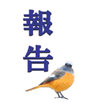 漢字二文字(仕事用)を身近な鳥からーBIG（個別スタンプ：3）