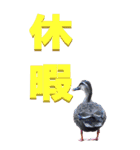 漢字二文字(仕事用)を身近な鳥からーBIG（個別スタンプ：8）