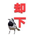 漢字二文字(仕事用)を身近な鳥からーBIG（個別スタンプ：19）