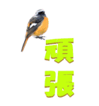 漢字二文字(仕事用)を身近な鳥からーBIG（個別スタンプ：34）