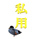 漢字二文字(仕事用)を身近な鳥からーBIG（個別スタンプ：38）