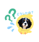 【シュシュ看板犬スタンプ】ふうが（個別スタンプ：1）