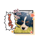 【シュシュ看板犬スタンプ】ふうが（個別スタンプ：4）