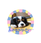 【シュシュ看板犬スタンプ】ふうが（個別スタンプ：6）