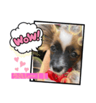 【シュシュ看板犬スタンプ】あんじゅ（個別スタンプ：1）