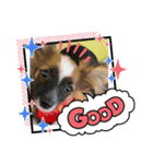 【シュシュ看板犬スタンプ】あんじゅ（個別スタンプ：3）