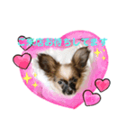 【シュシュ看板犬スタンプ】あんじゅ（個別スタンプ：5）