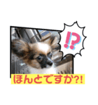 【シュシュ看板犬スタンプ】あんじゅ（個別スタンプ：6）