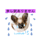 【シュシュ看板犬スタンプ】あんじゅ（個別スタンプ：7）