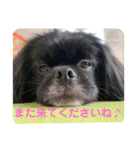 【シュシュ看板犬スタンプ】らんまる（個別スタンプ：1）