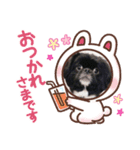 【シュシュ看板犬スタンプ】らんまる（個別スタンプ：2）