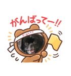 【シュシュ看板犬スタンプ】らんまる（個別スタンプ：3）