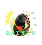 【シュシュ看板犬スタンプ】らんまる（個別スタンプ：4）