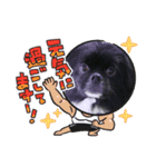 【シュシュ看板犬スタンプ】らんまる（個別スタンプ：6）