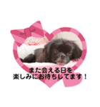 【シュシュ看板犬スタンプ】らんまる（個別スタンプ：7）