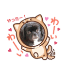 【シュシュ看板犬スタンプ】らんまる（個別スタンプ：8）