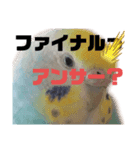 Pi達222（個別スタンプ：7）