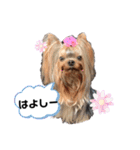 可愛い仲良し4姉妹③（個別スタンプ：15）