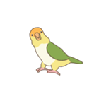 GO GO インコ（個別スタンプ：19）