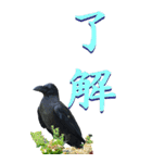 漢字二文字(仕事用)をカラスからーBIG（個別スタンプ：1）