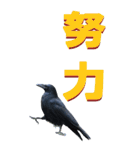 漢字二文字(仕事用)をカラスからーBIG（個別スタンプ：35）