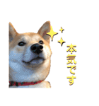 柴犬ふくの日常スタンプ♪♪（個別スタンプ：1）