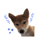 柴犬ふくの日常スタンプ♪♪（個別スタンプ：2）