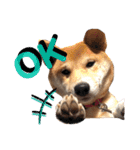 柴犬ふくの日常スタンプ♪♪（個別スタンプ：3）