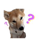 柴犬ふくの日常スタンプ♪♪（個別スタンプ：4）
