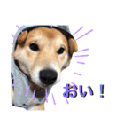 柴犬ふくの日常スタンプ♪♪（個別スタンプ：5）