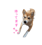 柴犬ふくの日常スタンプ♪♪（個別スタンプ：6）