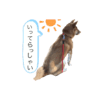 柴犬ふくの日常スタンプ♪♪（個別スタンプ：7）