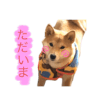 柴犬ふくの日常スタンプ♪♪（個別スタンプ：8）