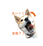 柴犬ふくの日常スタンプ♪♪（個別スタンプ：9）
