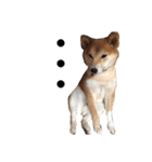 柴犬ふくの日常スタンプ♪♪（個別スタンプ：10）