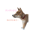 柴犬ふくの日常スタンプ♪♪（個別スタンプ：12）