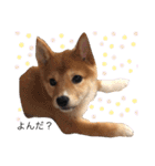柴犬ふくの日常スタンプ♪♪（個別スタンプ：13）