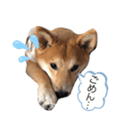 柴犬ふくの日常スタンプ♪♪（個別スタンプ：14）