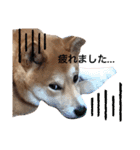 柴犬ふくの日常スタンプ♪♪（個別スタンプ：15）