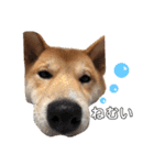 柴犬ふくの日常スタンプ♪♪（個別スタンプ：16）