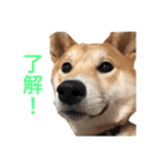 柴犬ふくの日常スタンプ♪♪（個別スタンプ：17）