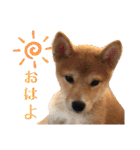 柴犬ふくの日常スタンプ♪♪（個別スタンプ：18）